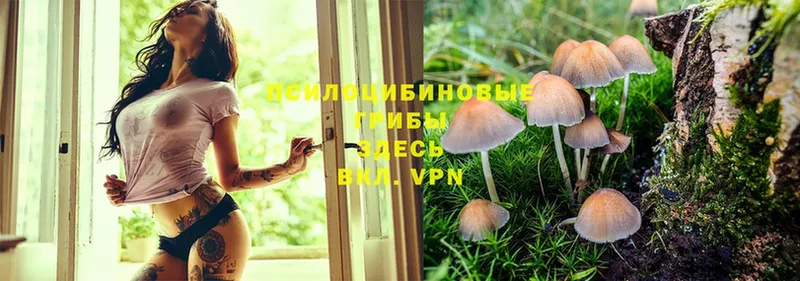 Галлюциногенные грибы MAGIC MUSHROOMS  Лодейное Поле 